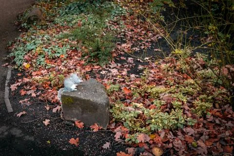 Squirrel eating in a stone surrounded by green and dry autumn leaves Stock Photos