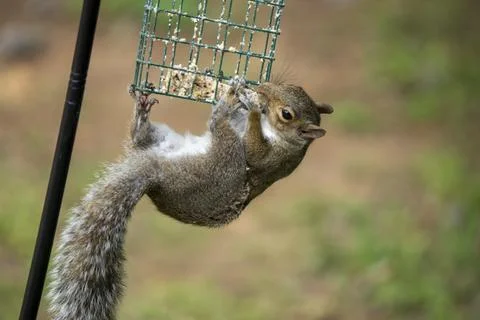 Squirrel Eating Suet Stock Photos