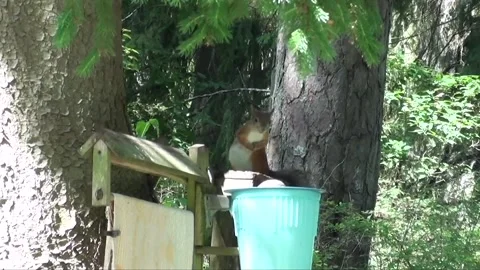Squirrel eating sunflower seeds 2 Stock Footage 251992212