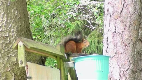 Squirrel eating sunflower seeds Stock Footage 262168441