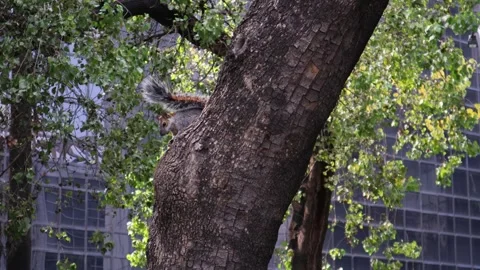Squirrel eating on top of a tree in the forest of Chapultepec. Vídeos de archivo 243165388