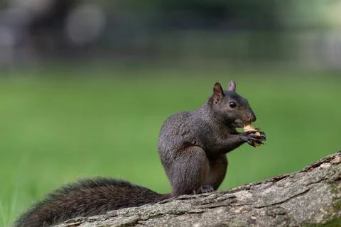 Squirrel eating on a tree branch in Central Park Stock Photos