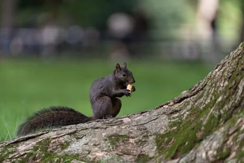 Squirrel eating on a tree branch in Central Park Stock Photos