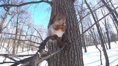 Squirrel eating on the tree branch in the city forest Stock Footage 87267022