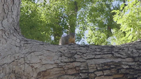 Squirrel Eating on Tree Branch 库存影片 196205810
