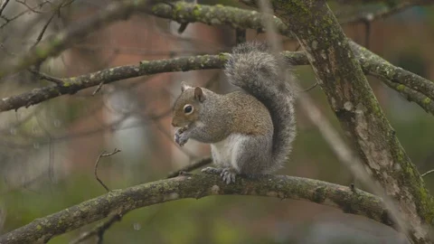 Squirrel Eating in Tree Close Up Stock Footage 103450207