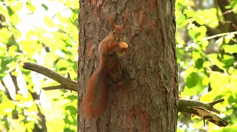 Squirrel eating on the tree Stock Footage 39675622