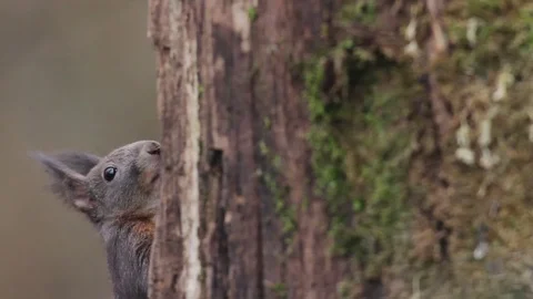 Squirrel eating on the tree Stock-Footage 72904567