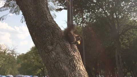 Squirrel eating in the tree Stock Footage 85583522