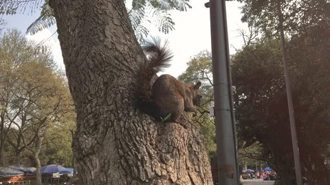 Squirrel eating in the tree 스톡 동영상 85583695