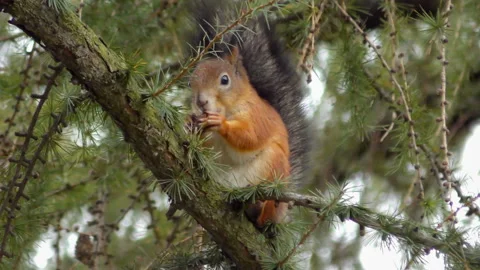 Squirrel eating on the tree Video stock 117840354