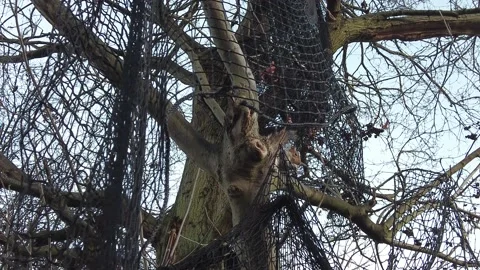 Squirrel eating in tree Stock Footage 146145801