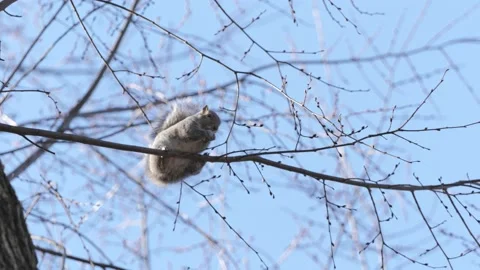 Squirrel eating in Tree Stock Footage 232164684