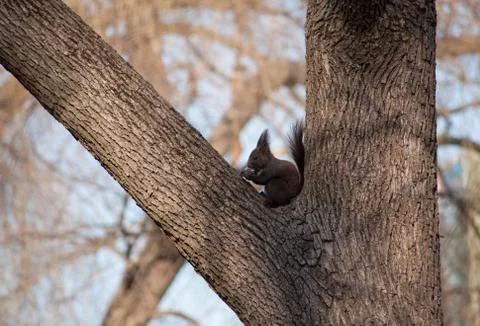 Squirrel eating in a tree Stockfoto's