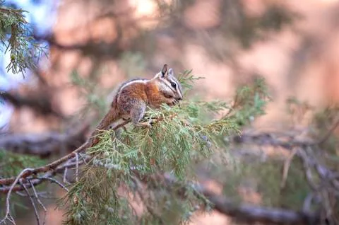 Squirrel eating on a tree. Stock Photos
