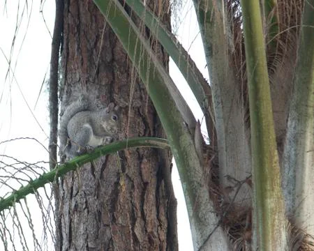 Squirrel eating in a tree Stock-Fotos