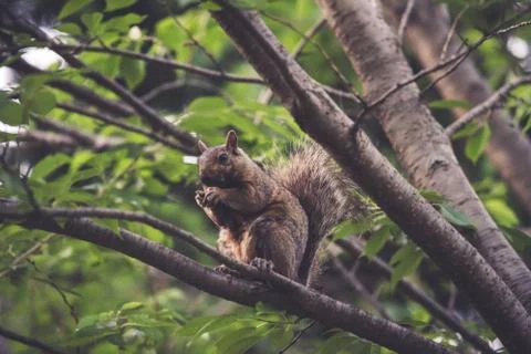 A squirrel eating in a tree Stock Photos