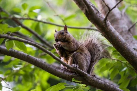 A squirrel eating in a tree Stock Photos