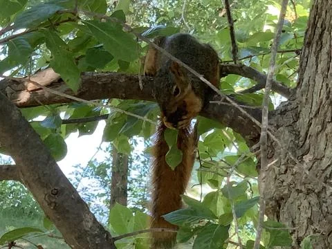 Squirrel eating in a tree Stock Photos