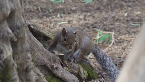 Squirrel eating on tree root Stock Footage 332378958