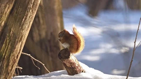 Squirrel eating on a tree stump in winter. Stock Footage 330601871