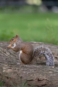 Squirrel eating on a tree trunk in Central Park Stock Photos