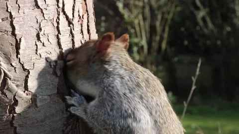 Squirrel Eating From Tree Trunk Stock Footage 178983999