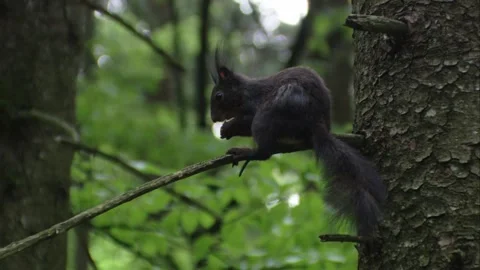 Squirrel eating on a tree trunk Stock Footage 322216598