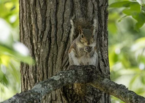 Squirrel eating on tree trunk Фото