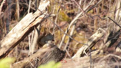 Squirrel Eating Under Log Stock Footage 79589013