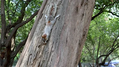 Squirrel eating upside down in a tree in the chapultepec forest Stock Footage 157741393