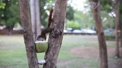 Squirrel Eating, video HD Stock Footage 51055339