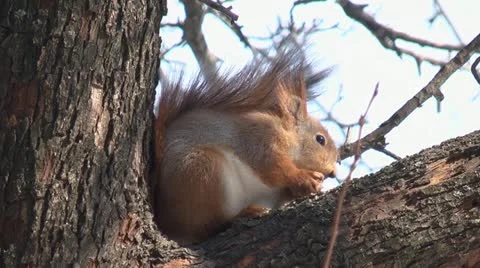 Squirrel eating walnut Video stock 10807672