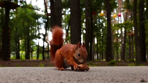Squirrel eating walnut Stock Footage 113011046