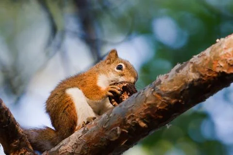 Squirrel eating a walnut Stock Photos
