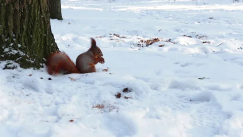 Squirrel eating walnut in the snow Vídeos de archivo 147082274