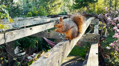 Squirrel Eating a Walnut in the Sun Stock Footage 152055324