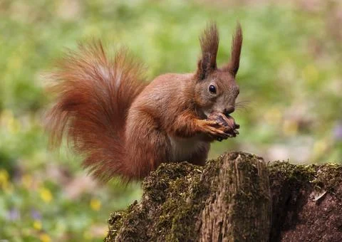 Squirrel eating walnut on tree stump Stock Photos
