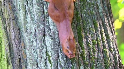 Squirrel eating while hanging on a tree trunk 4k in slow motion 60fps Vídeos de archivo 282469722