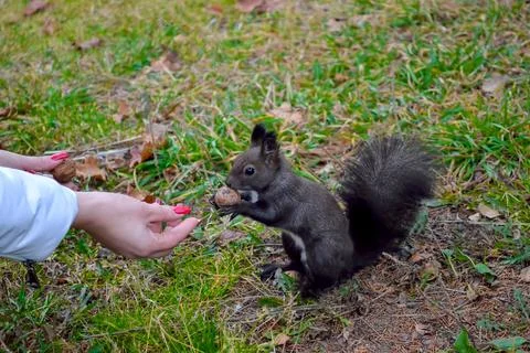 Squirrel eating from a woman's hand Stock Photos