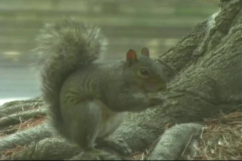 Squirrel eating2 Stock-Footage 125576