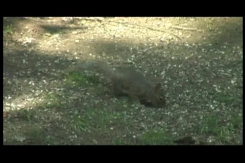 Squirrel eating3 Stock-Footage 125584