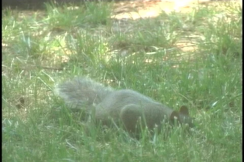 Squirrel Eating5 Stock-Footage 126449