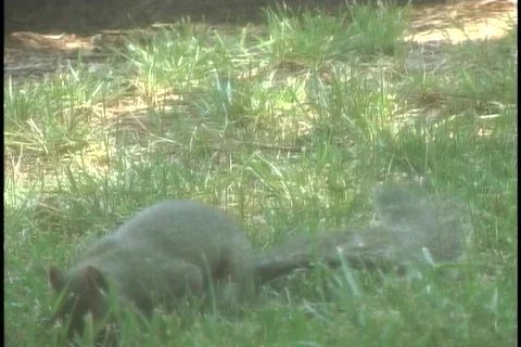 Squirrel Eating6 Stock-Footage 126491