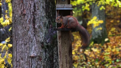 Squirrel eats 4K ultra HD. Stock Footage 320364361