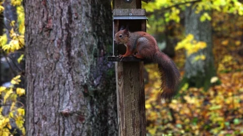Squirrel eats 4K ultra HD. Stock Footage 320364972