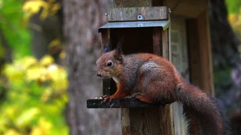 Squirrel eats 4K ultra HD. Stock Footage 320410497