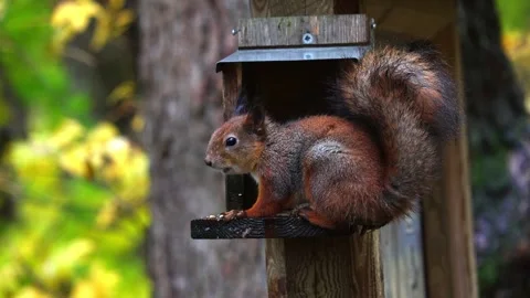 Squirrel eats 4K ultra HD. Video stock 320410651