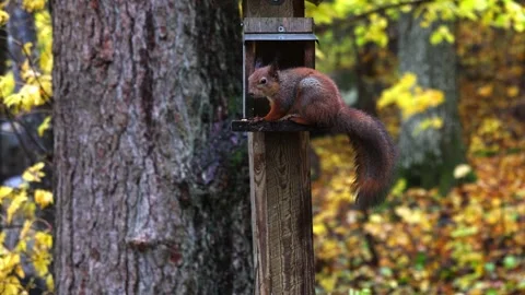Squirrel eats 4K ultra HD. Vídeos de archivo 320410652