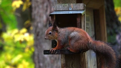 Squirrel eats 4K ultra HD. Stock Footage 320410692